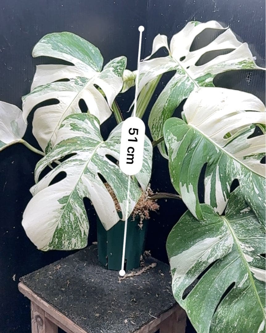 斑入りモンステラ ホワイトタイガー極美大株51cm白斑多