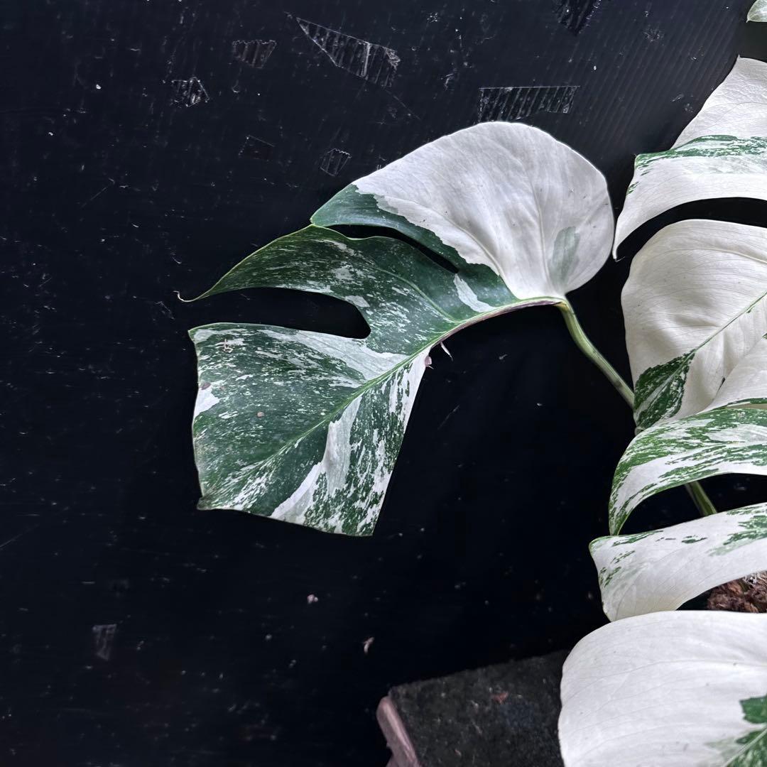 斑入りモンステラ ホワイトタイガー極美大株51cm白斑多