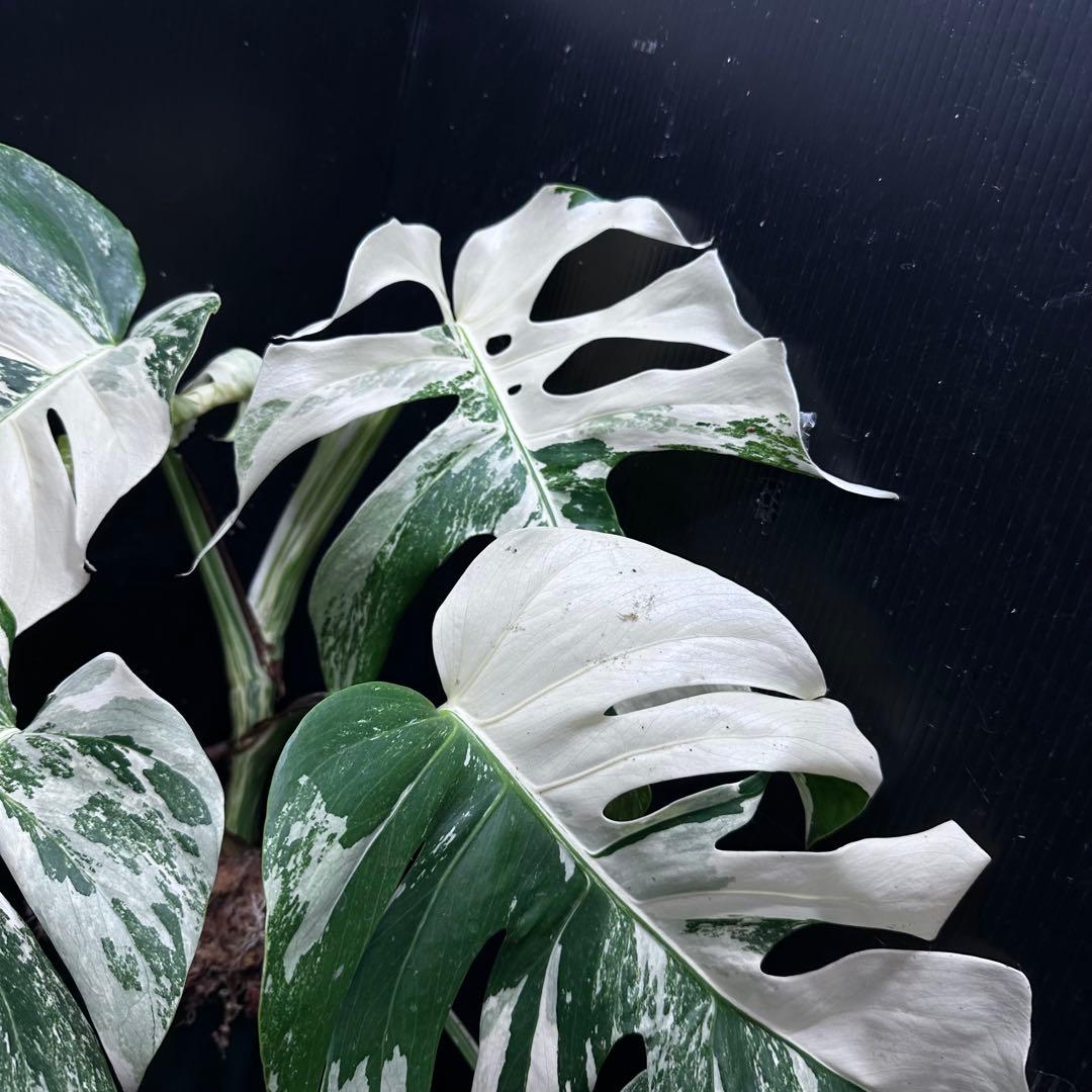 斑入りモンステラ ホワイトタイガー極美大株51cm白斑多