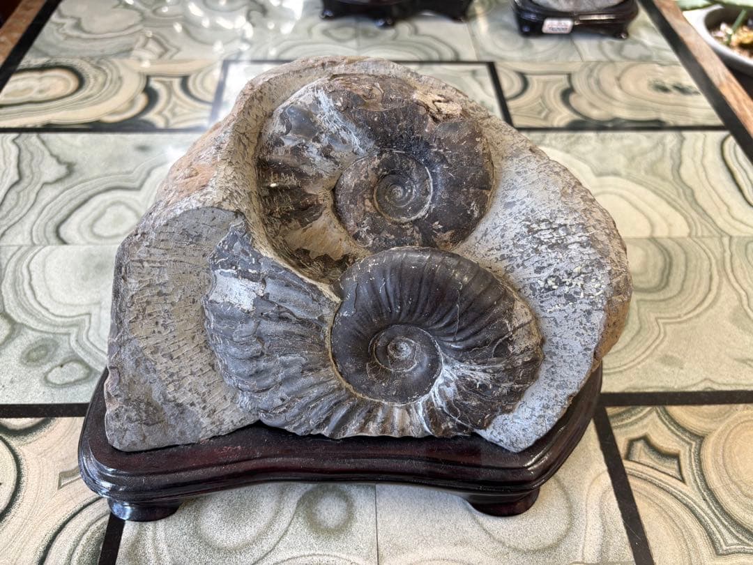 北海道　台付アンモナイト　化石　鉱石　希少　インテリア