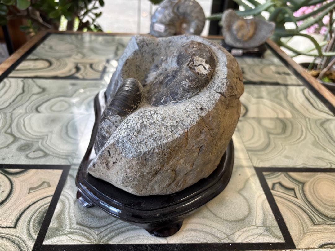 北海道　台付アンモナイト　化石　鉱石　希少　インテリア