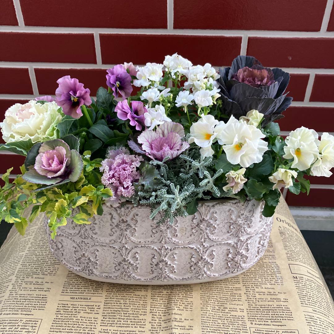 葉牡丹　萌花ブラックの寄植え花