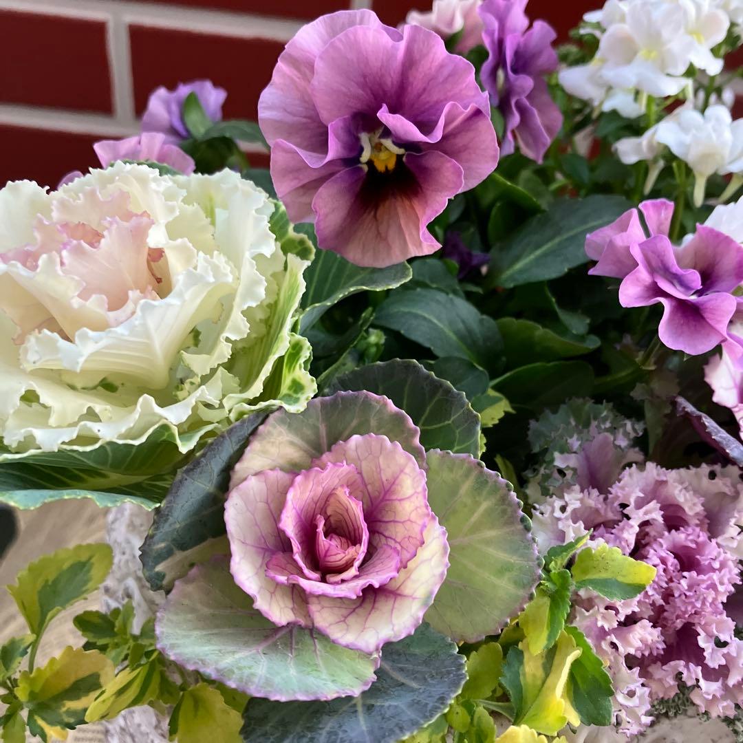 葉牡丹　萌花ブラックの寄植え花