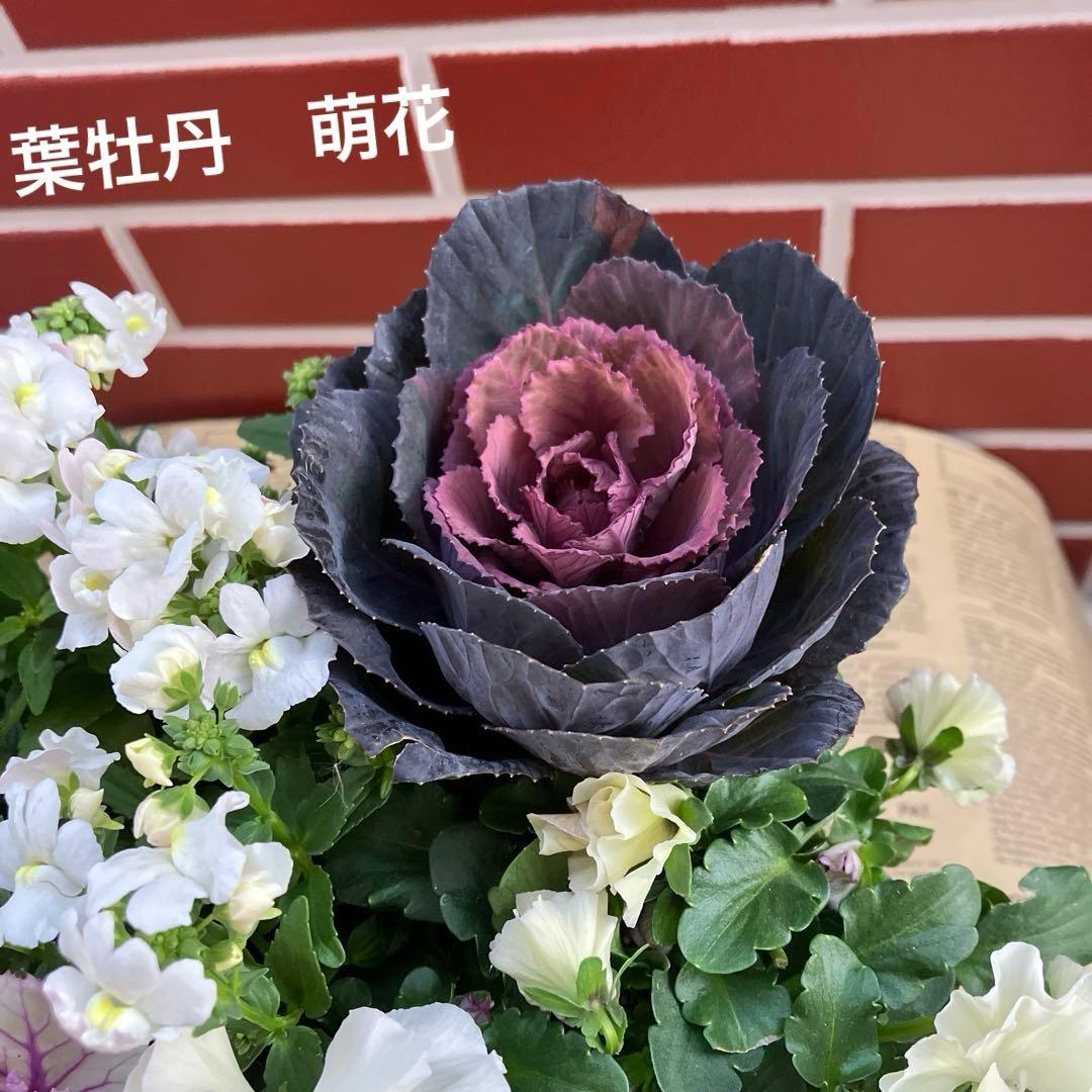 葉牡丹　萌花ブラックの寄植え花