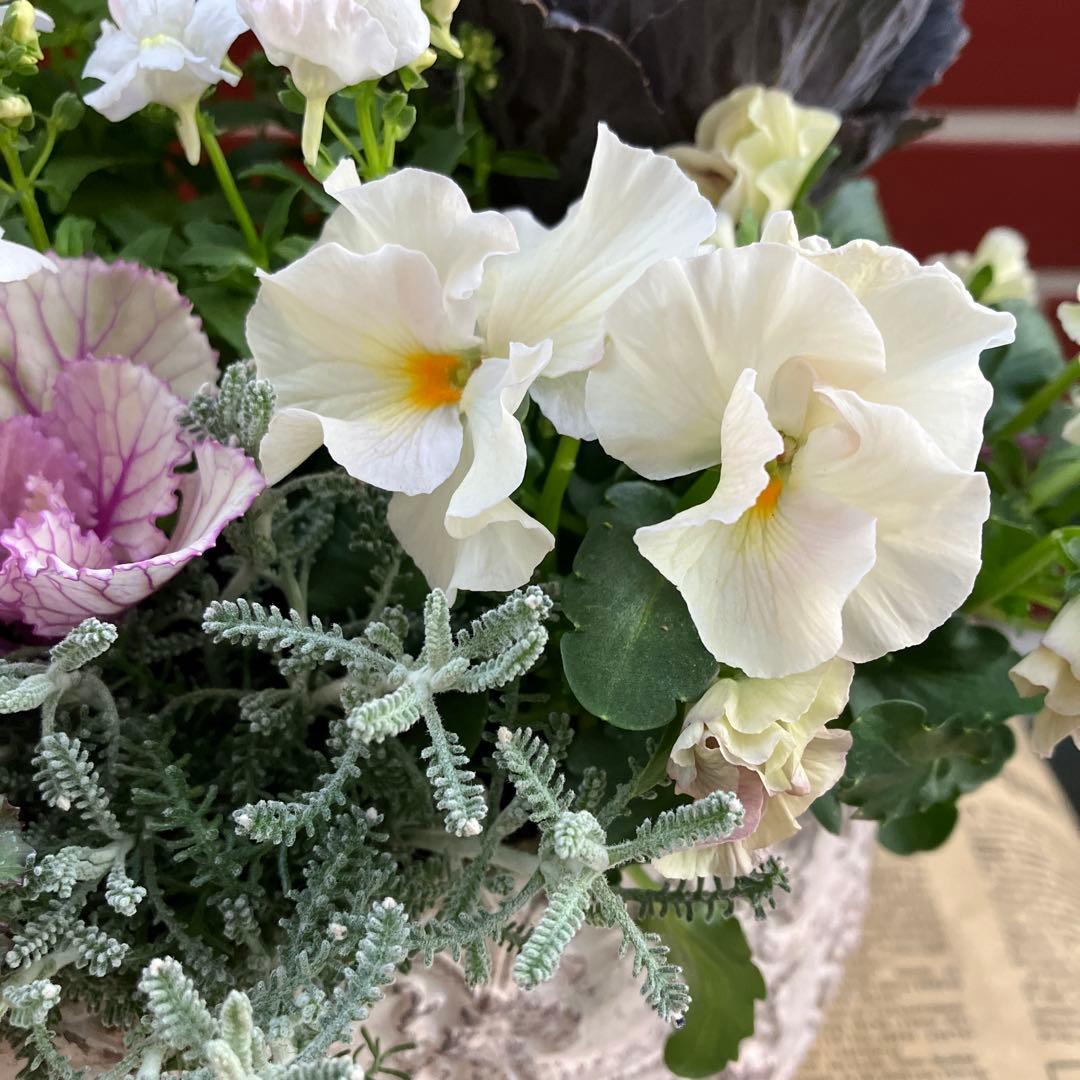 葉牡丹　萌花ブラックの寄植え花