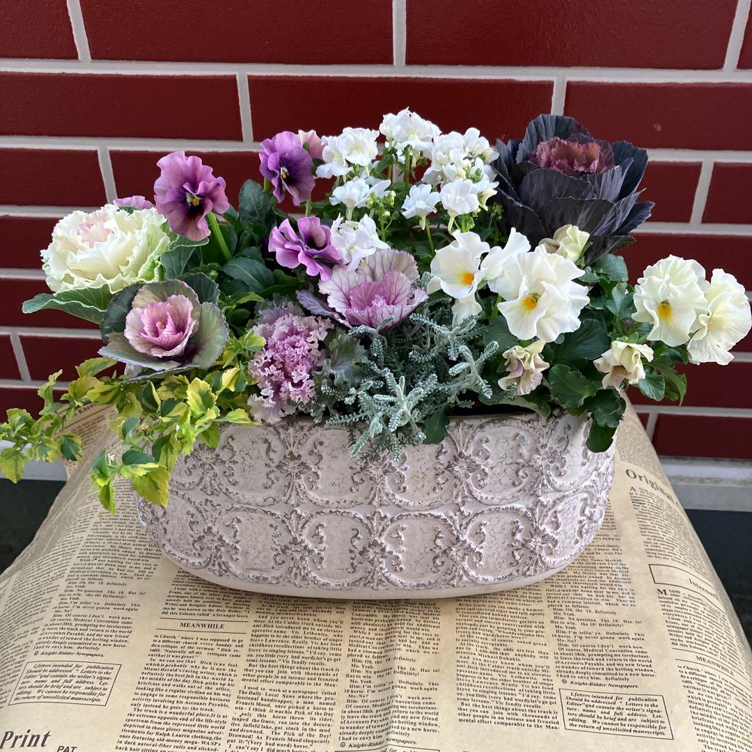 葉牡丹　萌花ブラックの寄植え花