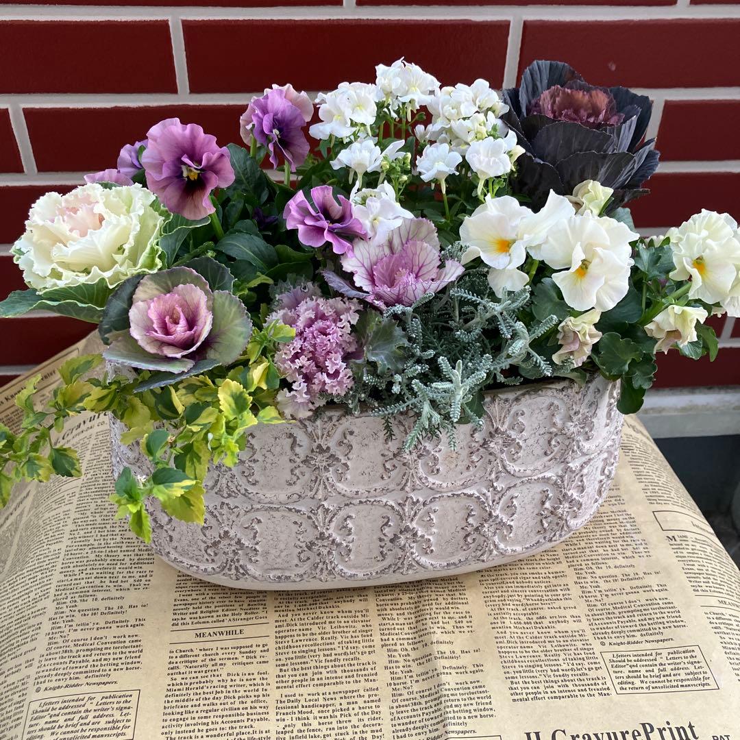 葉牡丹　萌花ブラックの寄植え花