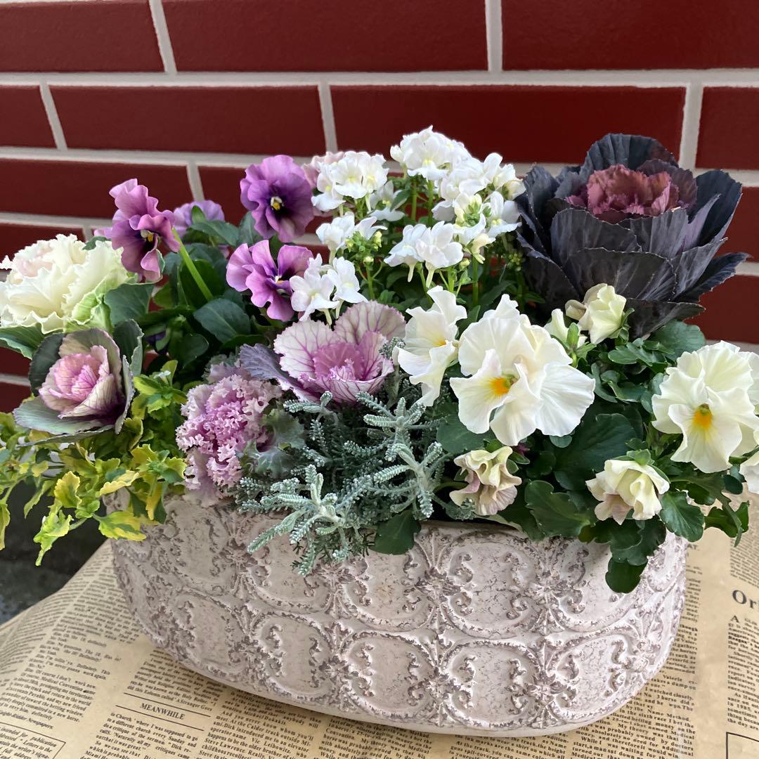 葉牡丹　萌花ブラックの寄植え花