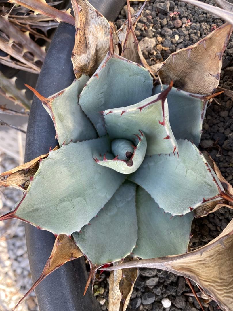 アガベ パリー Agave parryi ssp. parryi 吉祥天 子株