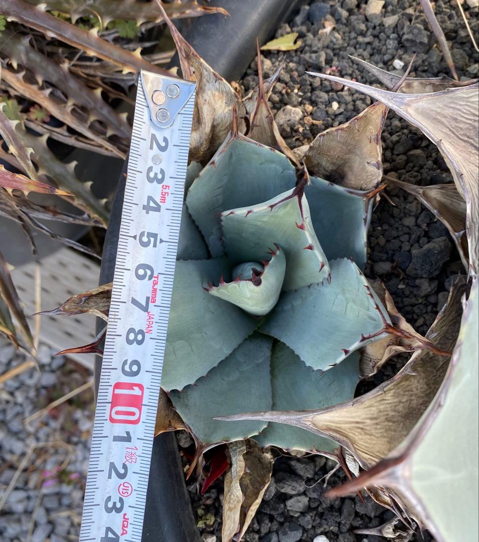 アガベ パリー Agave parryi ssp. parryi 吉祥天 子株