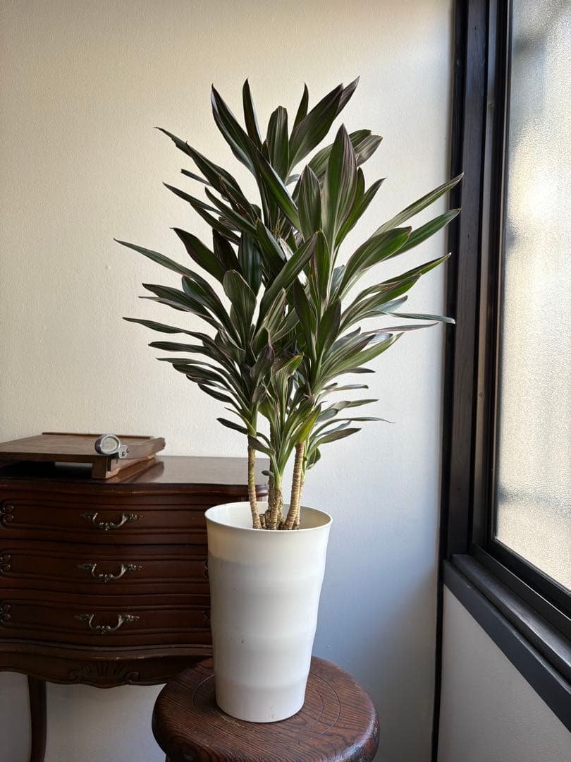 コルディリネ コルジリネ サンゴ 5号鉢