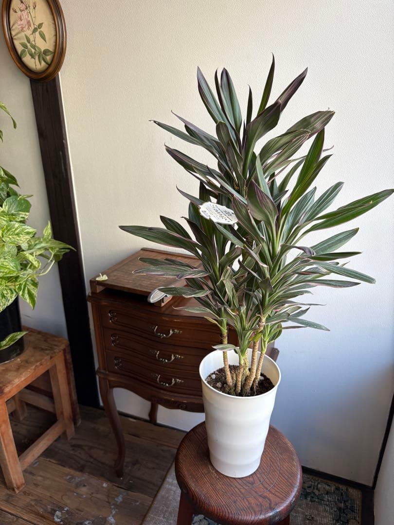 コルディリネ コルジリネ サンゴ 5号鉢