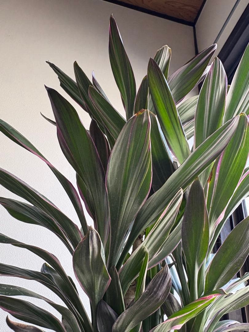 コルディリネ コルジリネ サンゴ 5号鉢