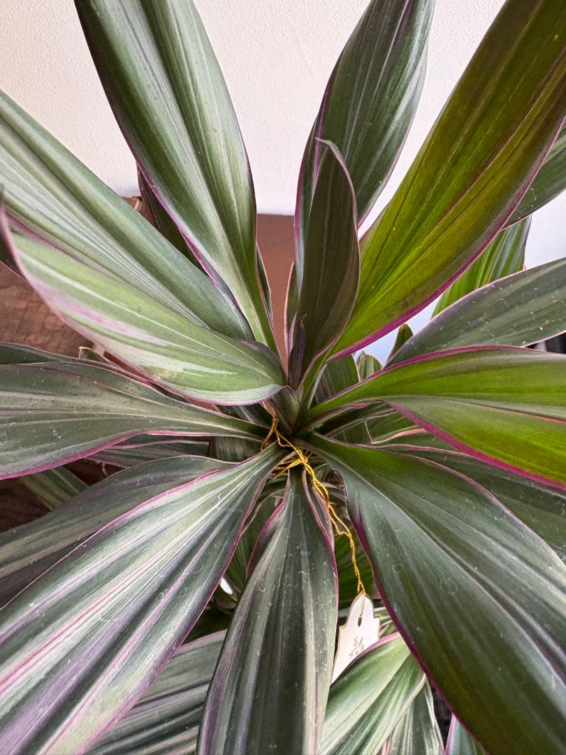 コルディリネ コルジリネ サンゴ 5号鉢