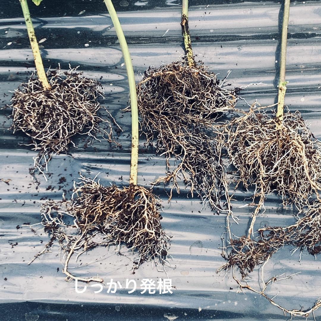 パッションフルーツ大苗3株(ポット入り) 緑のカーテン