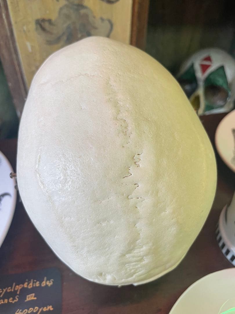 歯科医療模型