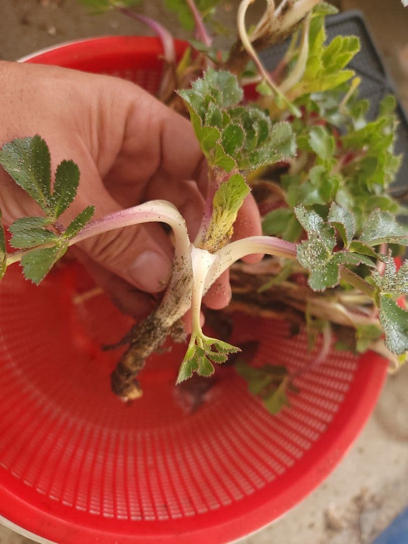 10本　ハマボウフウ抜き苗10本セット　根も美味しく召し上がって頂けます