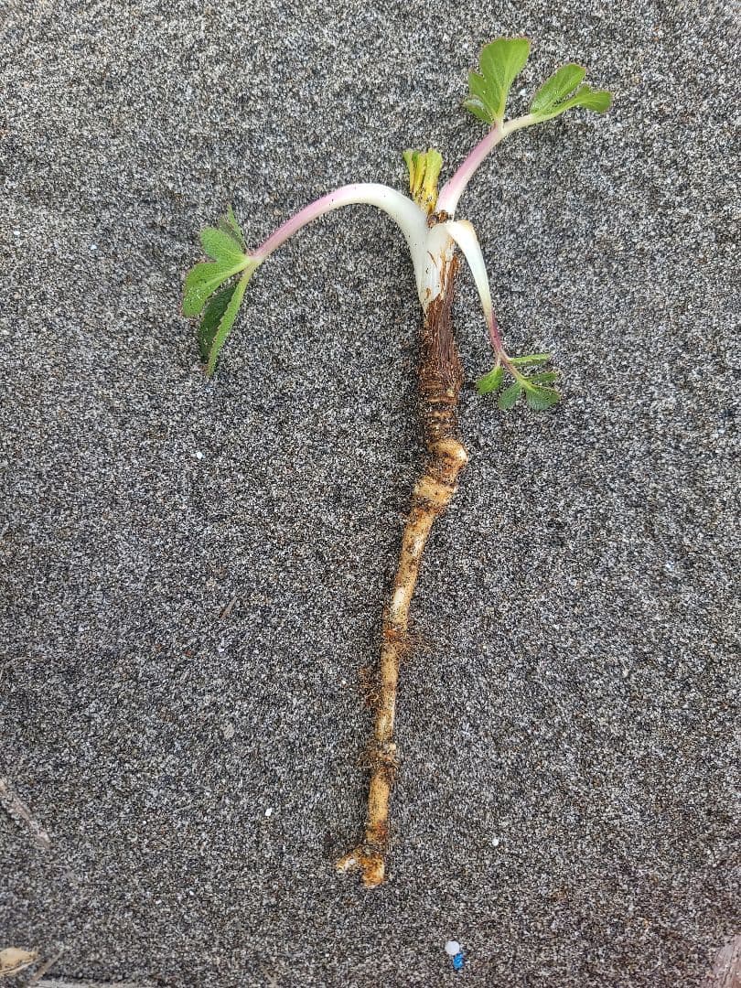 10本　ハマボウフウ抜き苗10本セット　根も美味しく召し上がって頂けます