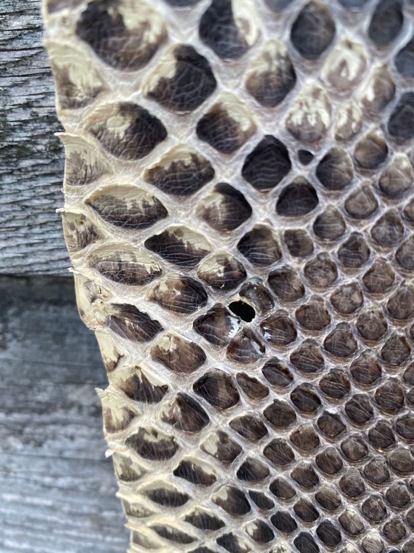 ダイヤモンドパイソン　超特大。316cm 希少　艶消　ヘビ革　⑧