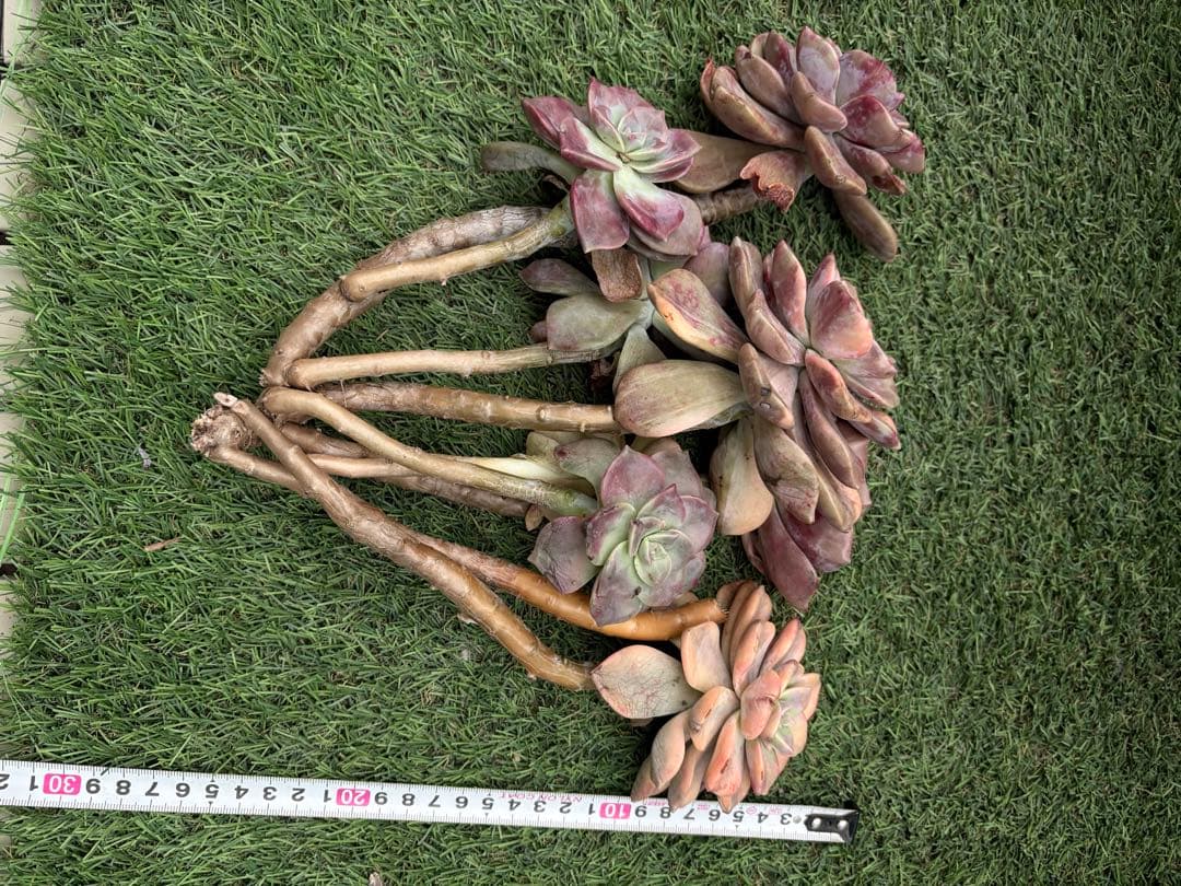 多肉植物　パープルディライト錦