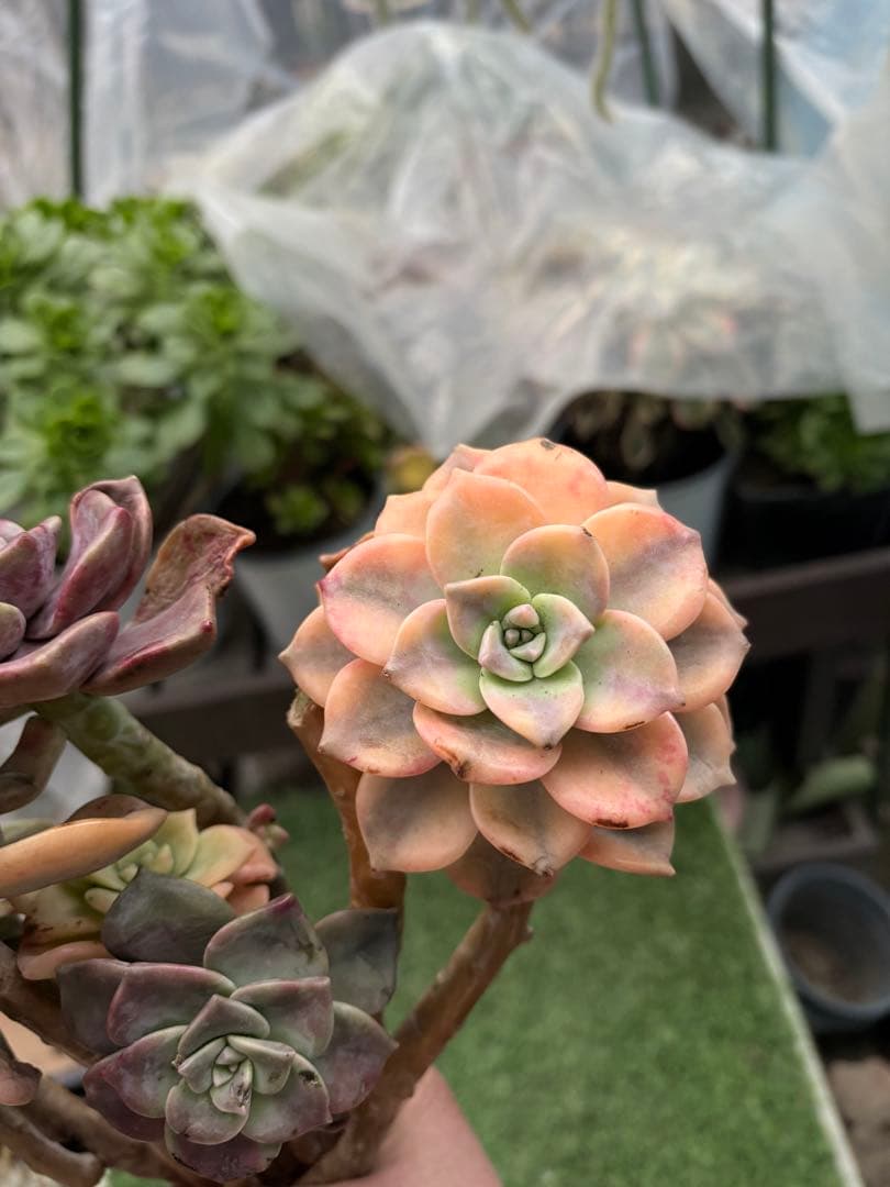 多肉植物　パープルディライト錦