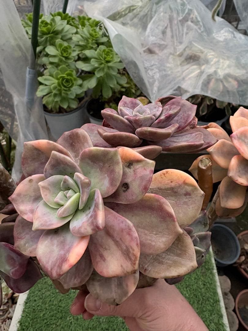 多肉植物　パープルディライト錦