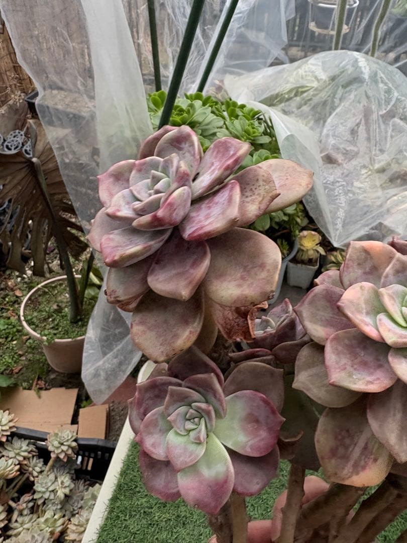 多肉植物　パープルディライト錦