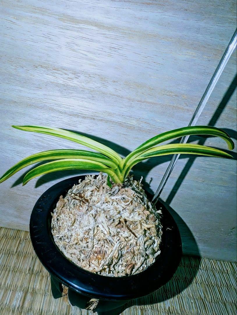 富貴蘭　白馬童子(慶賀柄の天咲き距無し花)