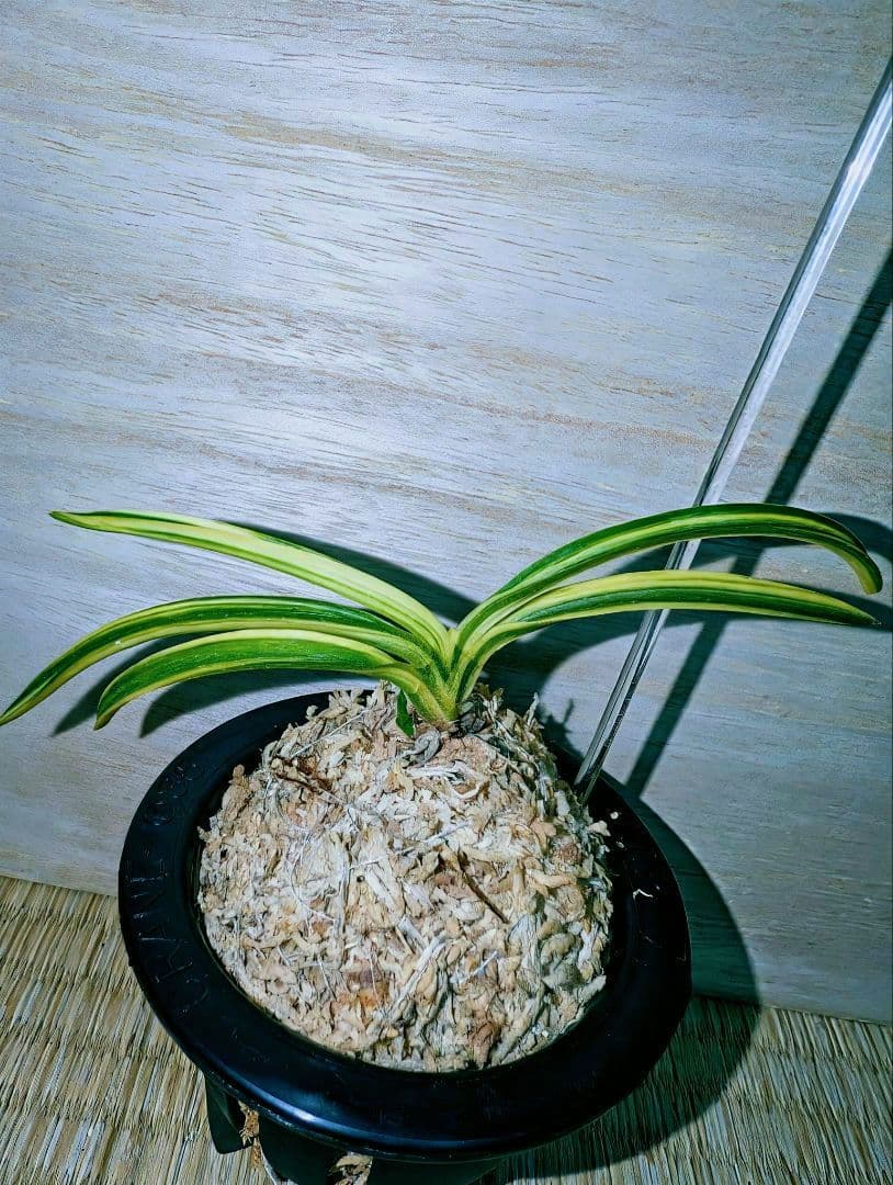 富貴蘭　白馬童子(慶賀柄の天咲き距無し花)