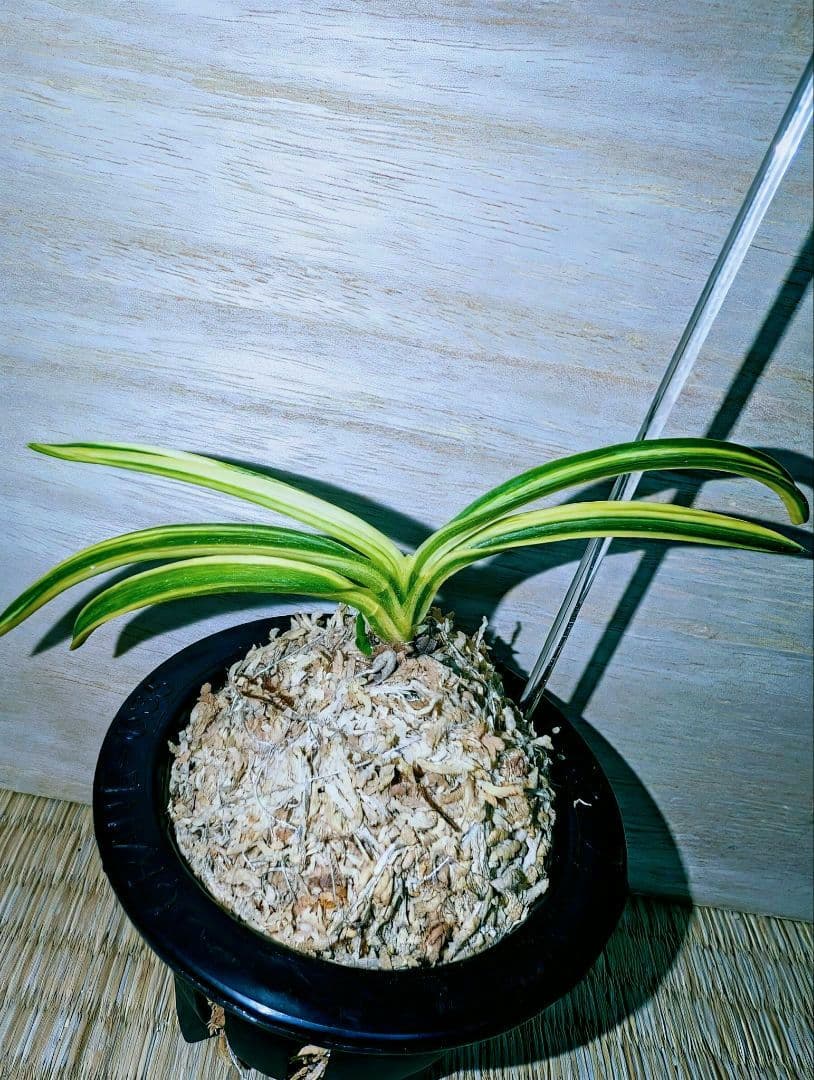 富貴蘭　白馬童子(慶賀柄の天咲き距無し花)