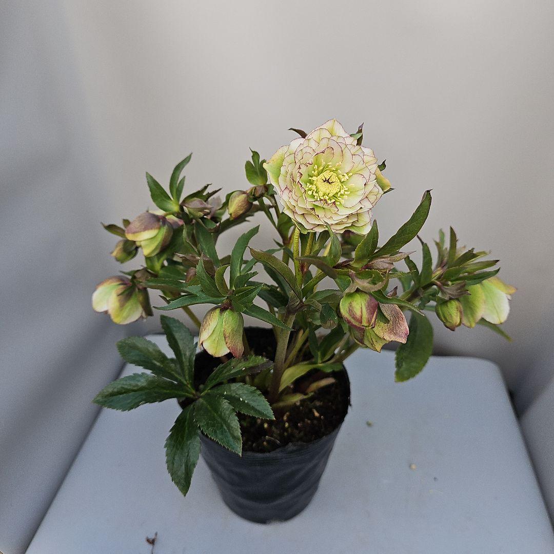 クリスマスローズ５号　グリーンピコティ