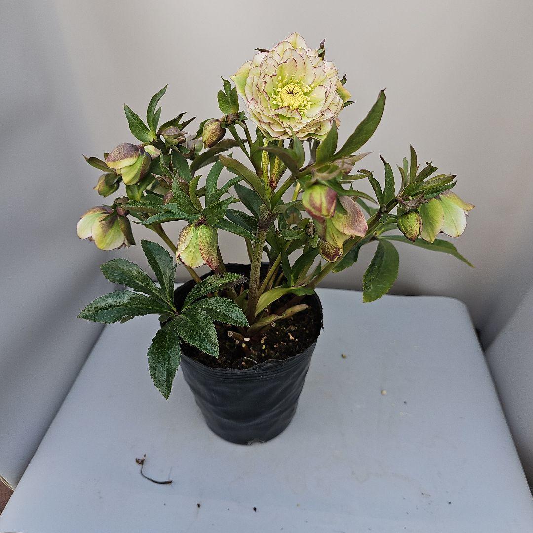 クリスマスローズ５号　グリーンピコティ