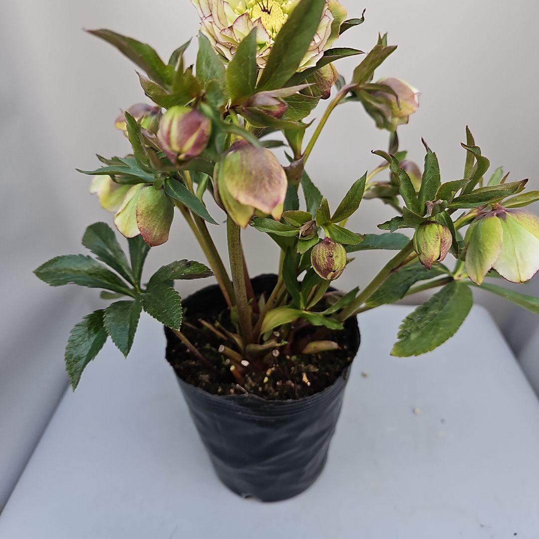 クリスマスローズ５号　グリーンピコティ