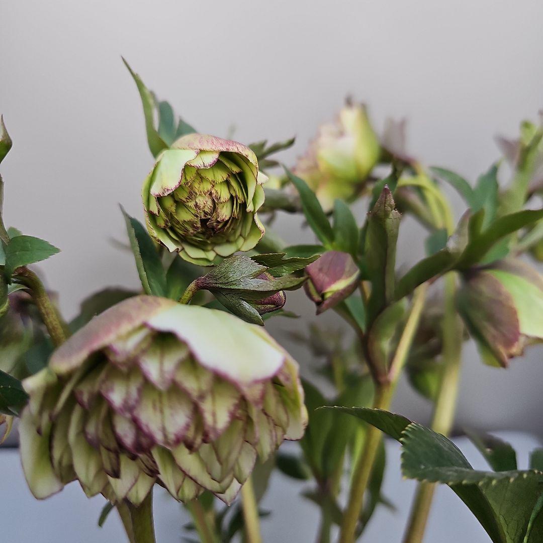 クリスマスローズ５号　グリーンピコティ