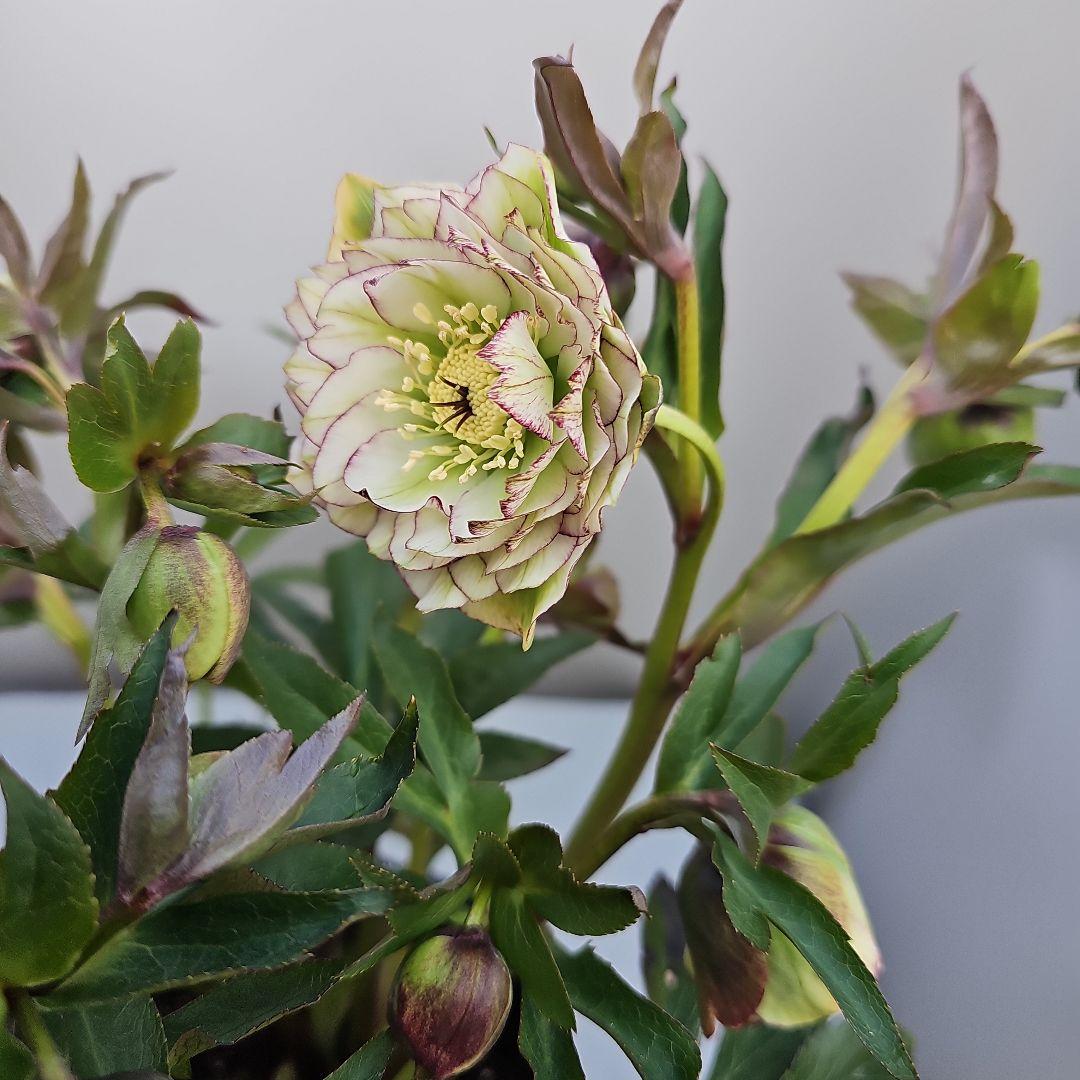 クリスマスローズ５号　グリーンピコティ