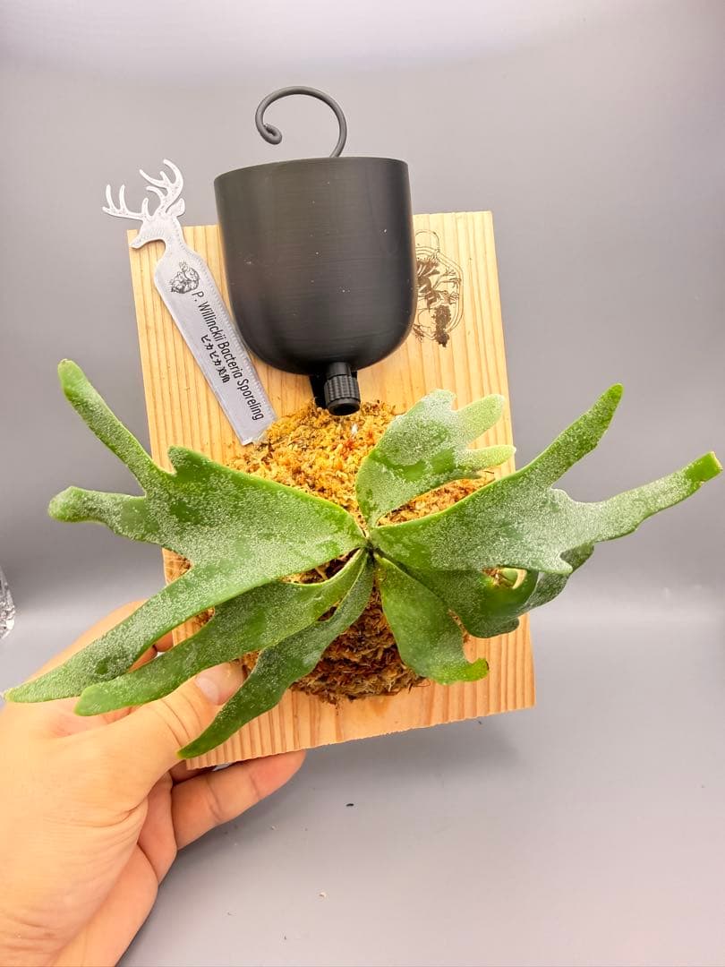 大サイズ　ビカクシダ　P.willinckii 'Bacteria' spore