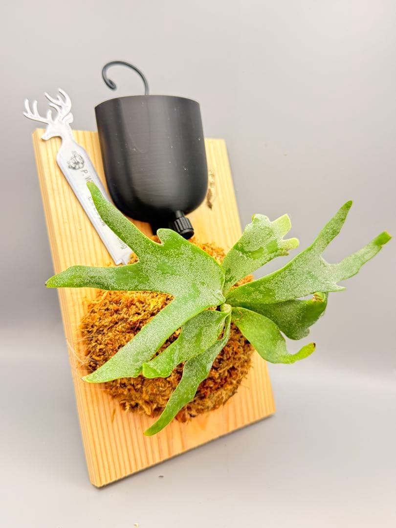 大サイズ　ビカクシダ　P.willinckii 'Bacteria' spore