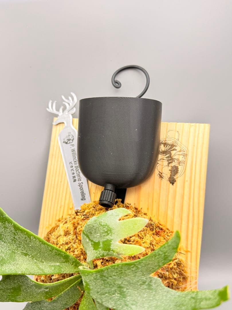 大サイズ　ビカクシダ　P.willinckii 'Bacteria' spore