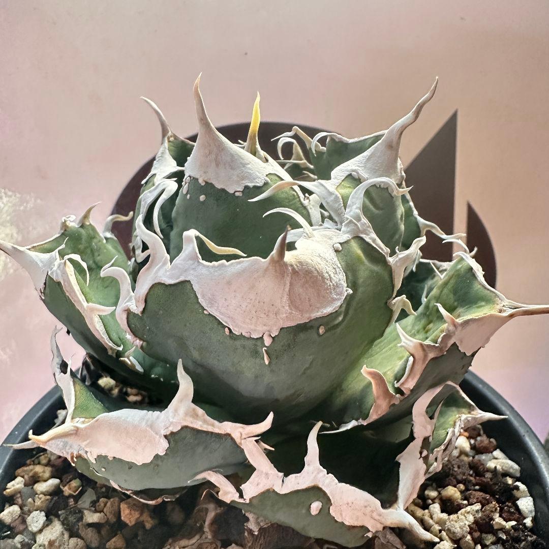 685【上澳園芸】 アガベ チタノタ 繁星 良質子株