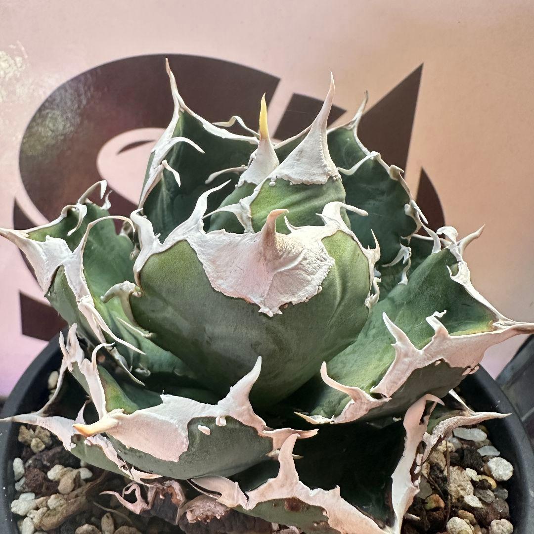 685【上澳園芸】 アガベ チタノタ 繁星 良質子株