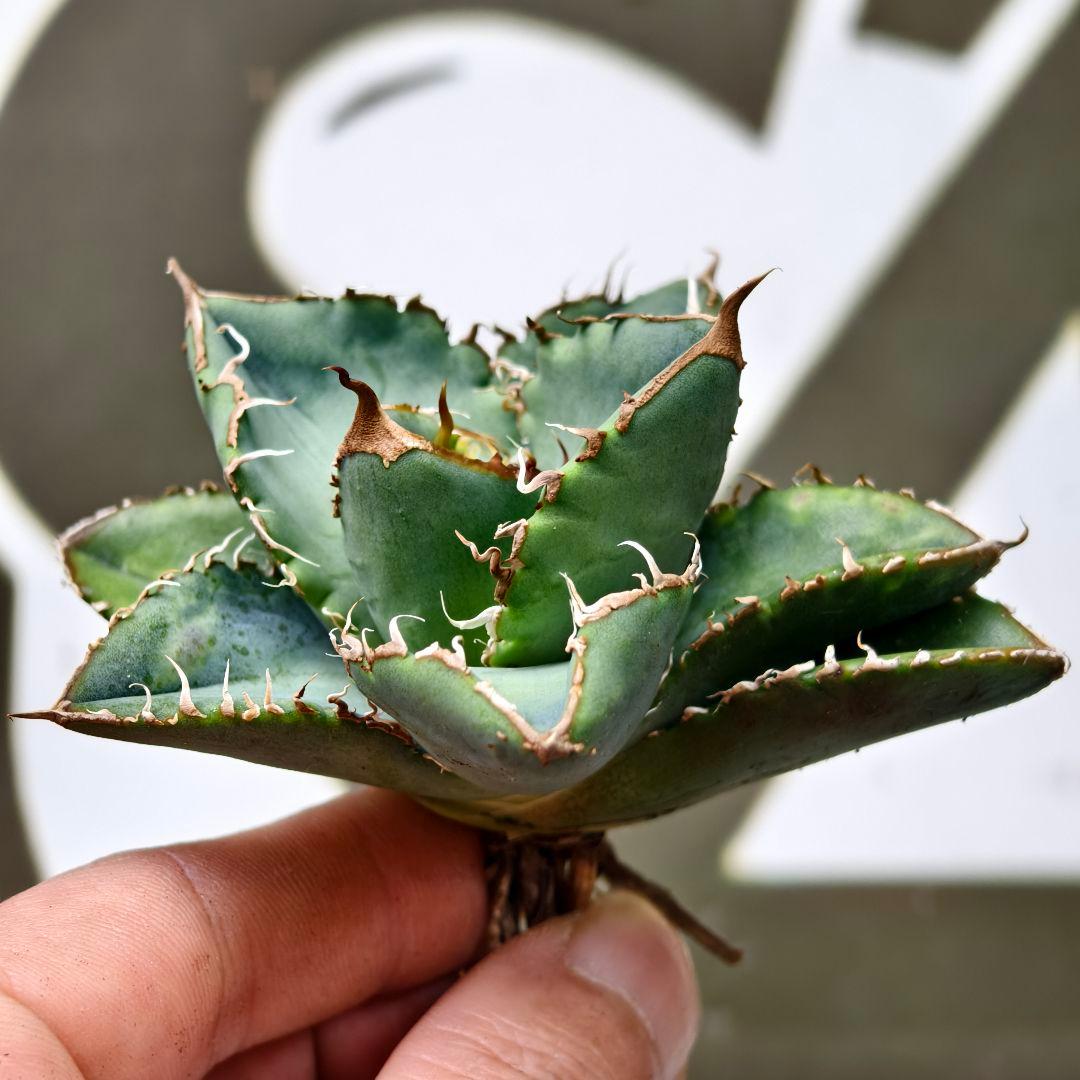 685【上澳園芸】 アガベ チタノタ 繁星 良質子株