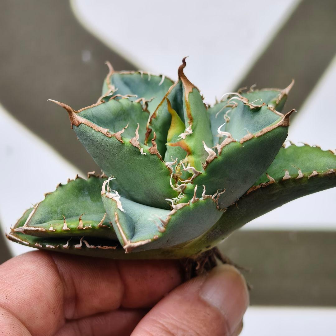 685【上澳園芸】 アガベ チタノタ 繁星 良質子株