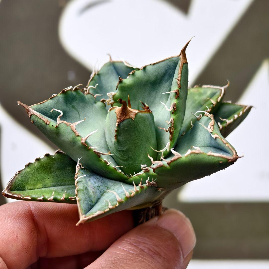 685【上澳園芸】 アガベ チタノタ 繁星 良質子株