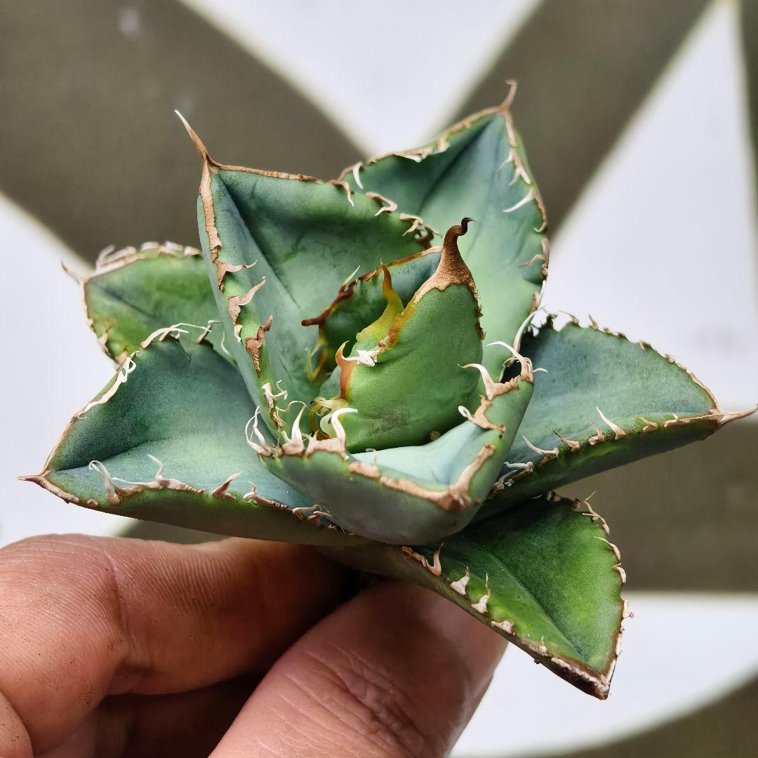 685【上澳園芸】 アガベ チタノタ 繁星 良質子株