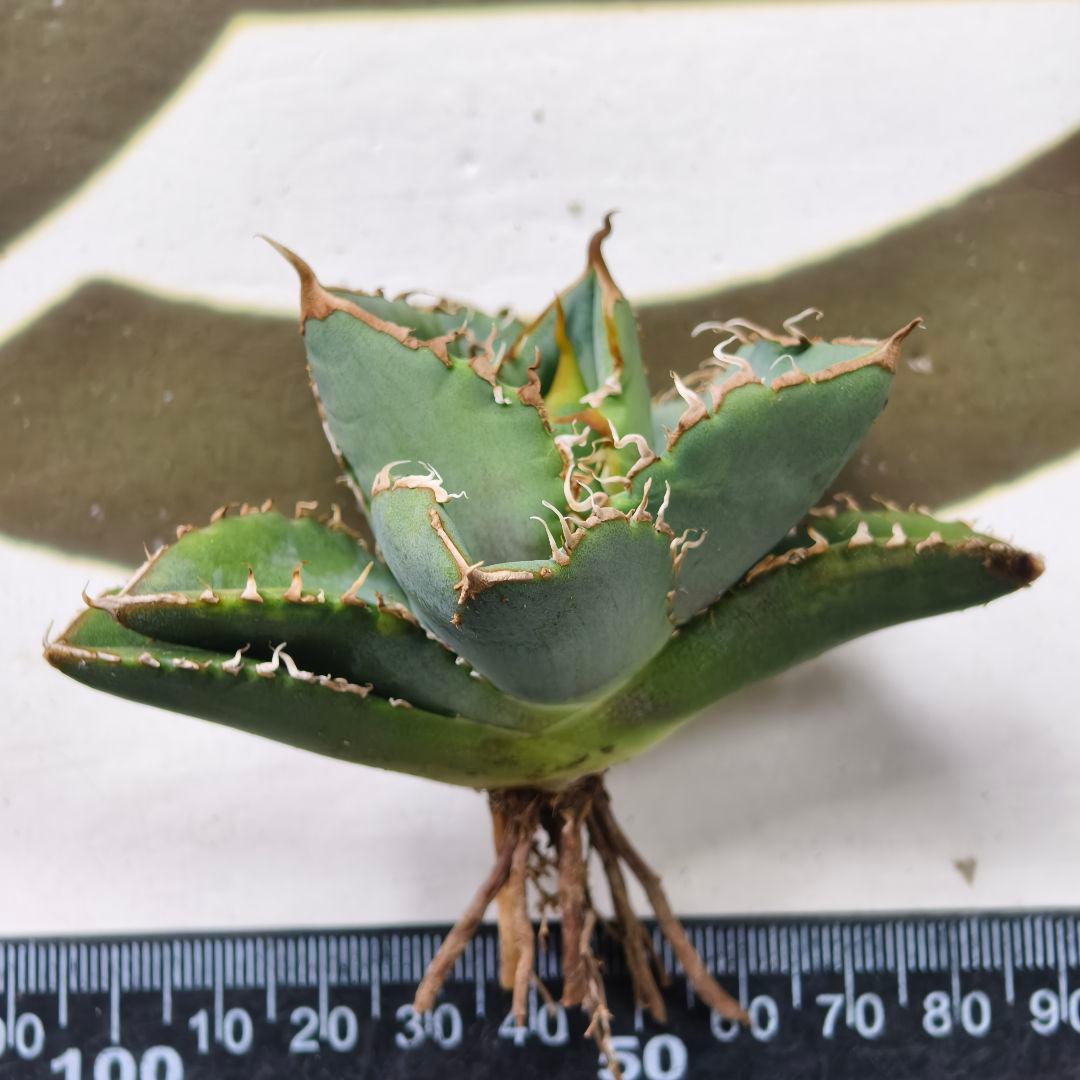 685【上澳園芸】 アガベ チタノタ 繁星 良質子株