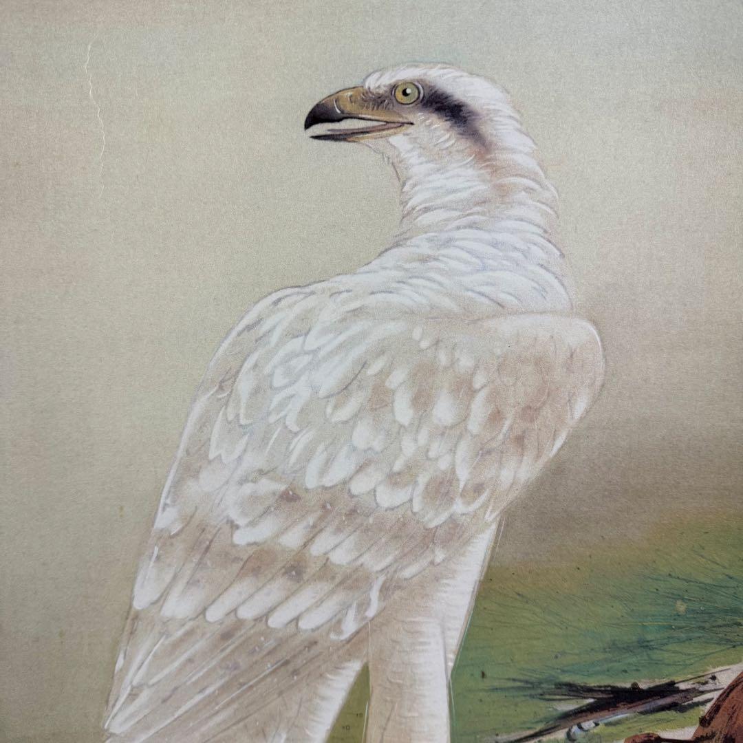 K124 橋本関雪 「霊鷹」 掛軸 日本画 工芸印刷 共箱