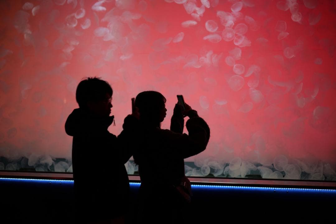 美品　LUMIX S 50mm F1.8 Lマウント