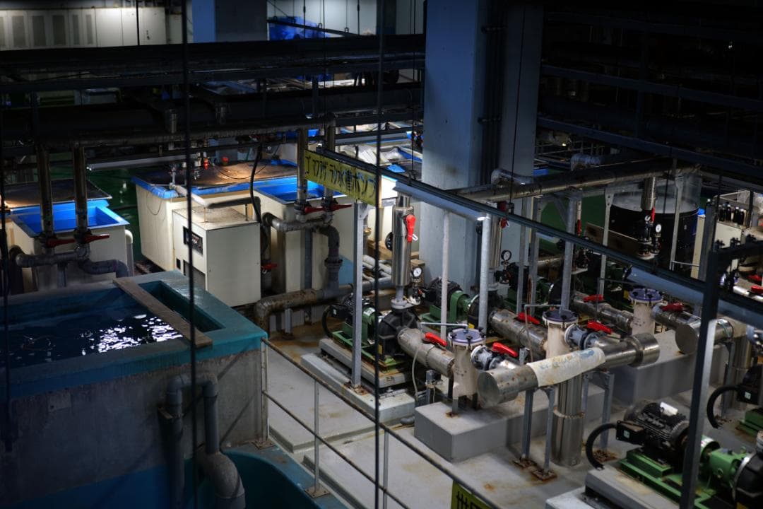 美品　LUMIX S 50mm F1.8 Lマウント