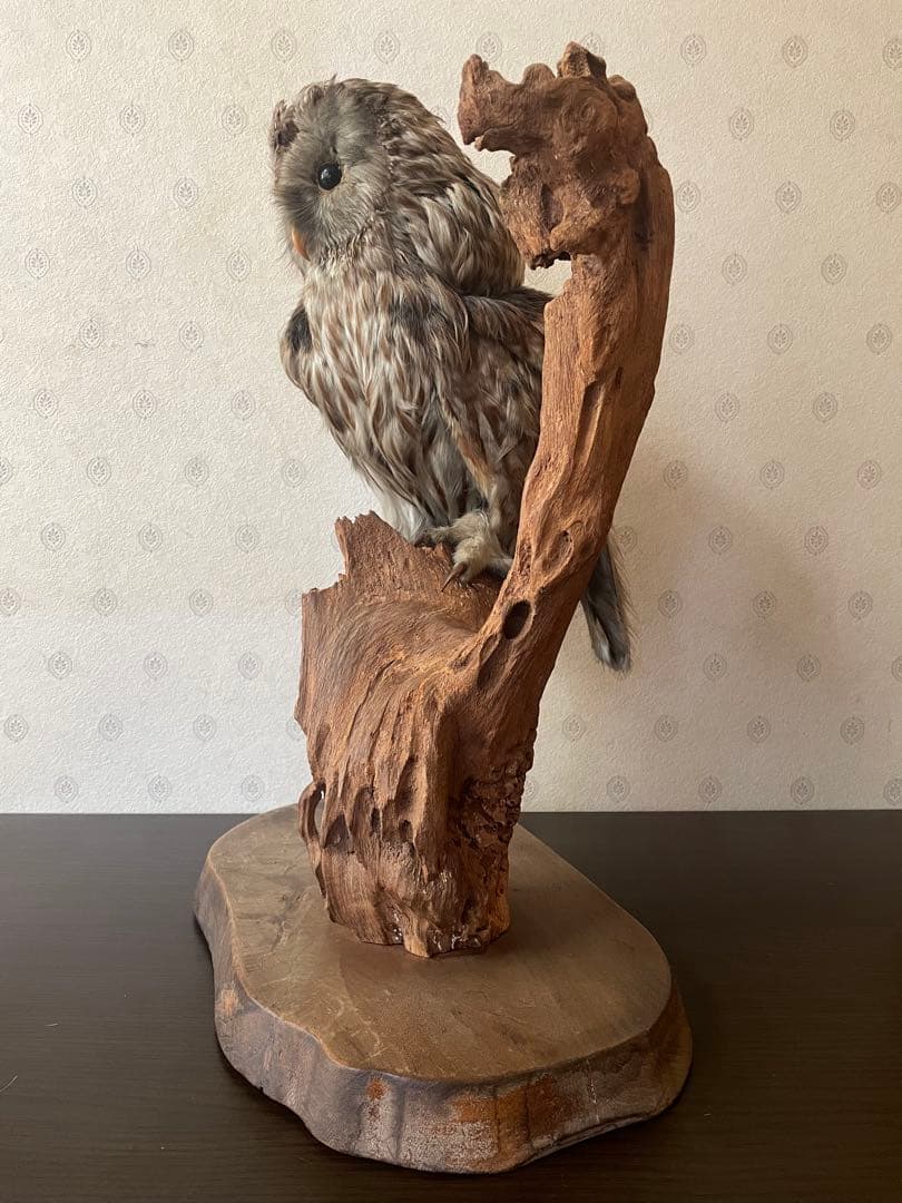 フクロウの剥製 木製台座付き