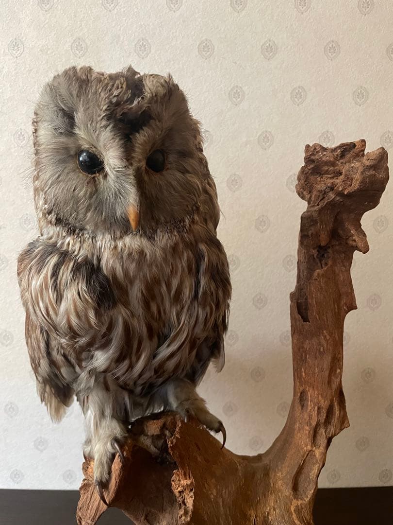 フクロウの剥製 木製台座付き